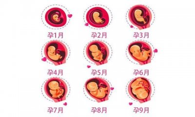 ​胚胎发育过程介绍（发育的过程盘点）