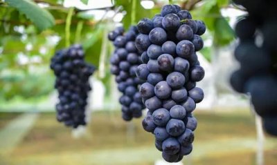​露地葡萄的种植方法（河南葡萄主栽品种介绍及栽培注意事项）