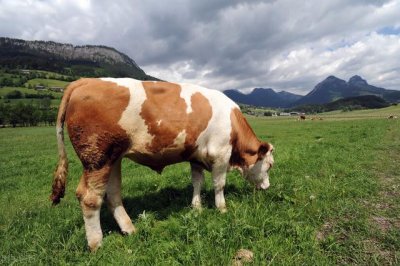 ​奶牛养殖技术怎么养 如何正确喂养奶牛