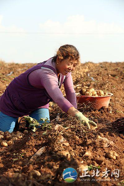 内蒙古地方土豆种植（内蒙古进入土豆收获季）(6)