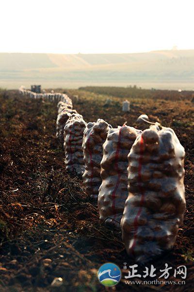 内蒙古地方土豆种植（内蒙古进入土豆收获季）(1)