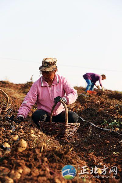 内蒙古地方土豆种植（内蒙古进入土豆收获季）(5)