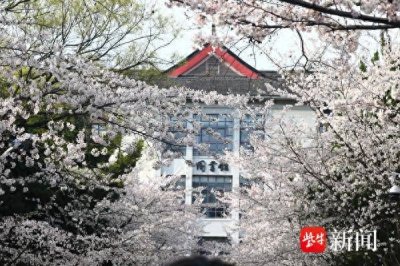 ​南京林业大学的“樱花季”浪漫了整个春天