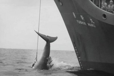​日本为什么爱捕鲸?