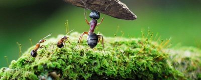​蚂蚁的天敌是什么动物