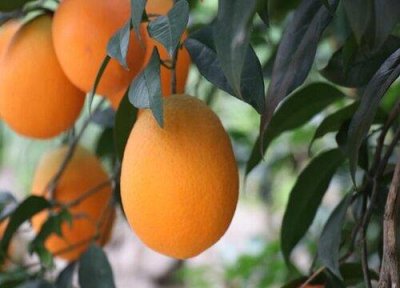 ​橙子的爱情暗示语和果语是什么（寓意为你是我的另一半）