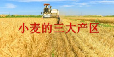 ​小麦的三大产区