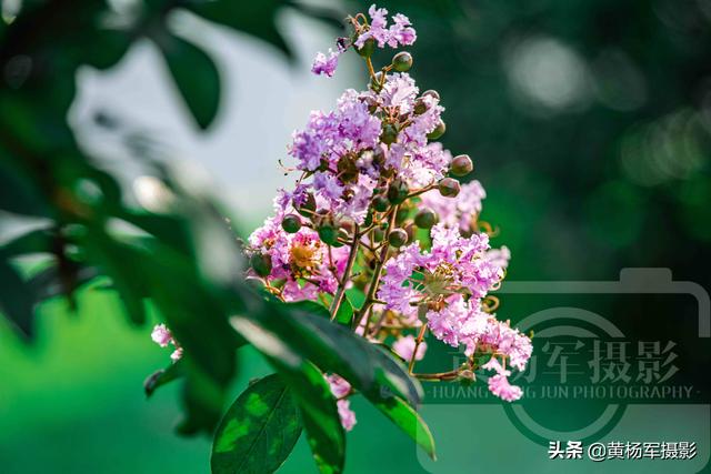 你见过盛夏时节绽放的紫薇花吗（六月美丽绽放的紫薇花）(4)