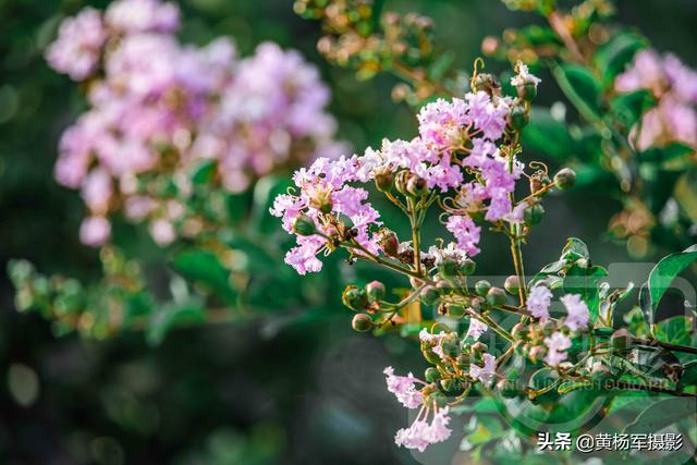 你见过盛夏时节绽放的紫薇花吗（六月美丽绽放的紫薇花）(7)