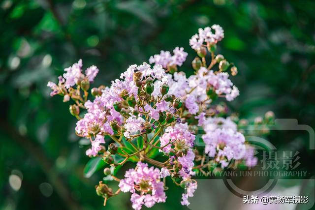 你见过盛夏时节绽放的紫薇花吗（六月美丽绽放的紫薇花）(2)