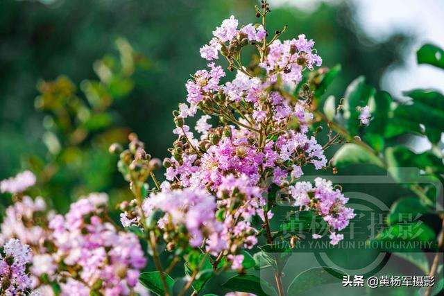 你见过盛夏时节绽放的紫薇花吗（六月美丽绽放的紫薇花）(3)