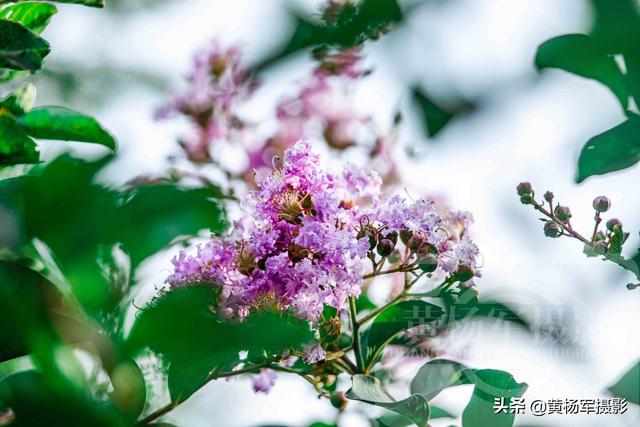 你见过盛夏时节绽放的紫薇花吗（六月美丽绽放的紫薇花）(5)
