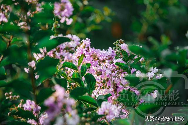 你见过盛夏时节绽放的紫薇花吗（六月美丽绽放的紫薇花）(6)