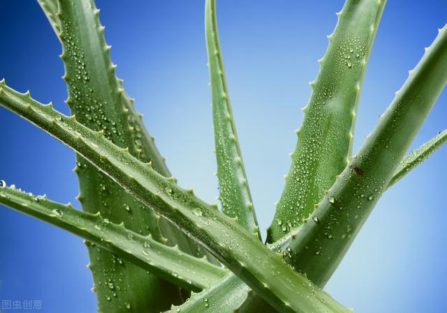 芦荟的养殖方法大全（芦荟养殖方法有哪些）(2)