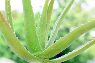 ​芦荟的养殖方法大全（芦荟养殖方法有哪些）