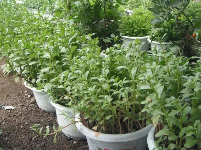 花盆里能种菜嘛（你家的花盆里也能种菜）(2)