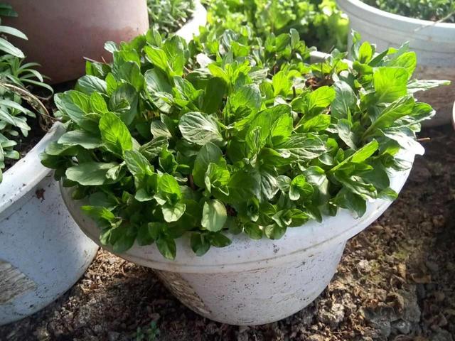 花盆里能种菜嘛（你家的花盆里也能种菜）(1)