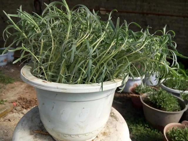 花盆里能种菜嘛（你家的花盆里也能种菜）(4)