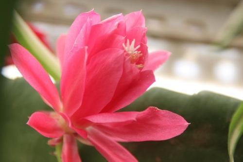 四种剑花（仙人剑花的养殖方法）(3)