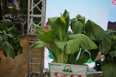 ​世界上最贵的五大蔬菜 第一亲近63万元一颗唯一无两