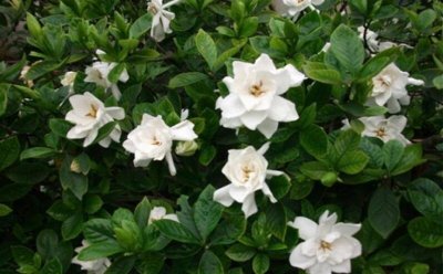 ​栀子花为啥没有吉祥，并非没有吉祥_清点栀子花的三大忌讳