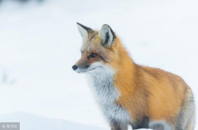 ​日本银狐犬的优点和缺点（银狐犬的3大缺点）