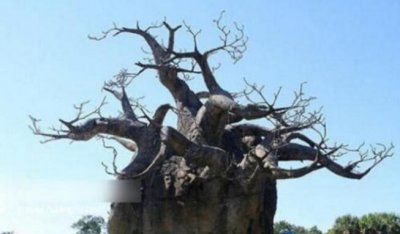 ​世界上有哪些神秘的树木？清点世界上12种最神秘的树