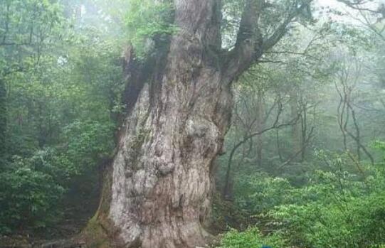 世界上有哪些神秘的树木？清点世界上12种最神秘的树