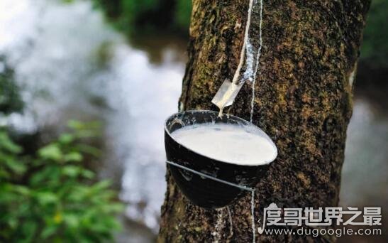 世界上最神秘的树牛奶树，果然会流奶(汁液养分和牛奶差不多）