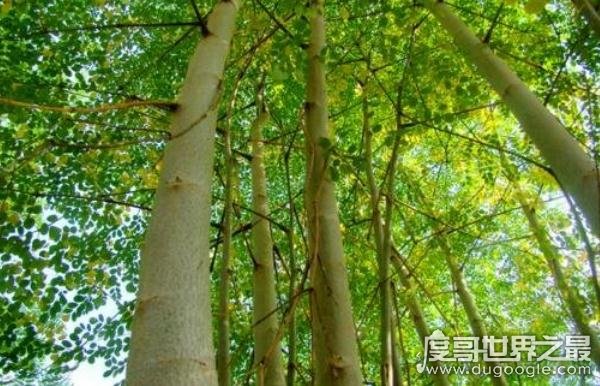 世界上最神秘的树牛奶树，果然会流奶(汁液养分和牛奶差不多）