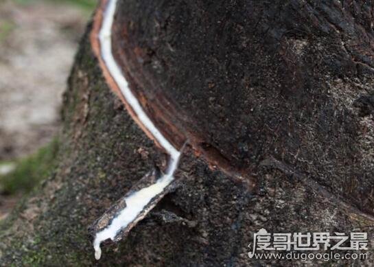 世界上最神秘的树牛奶树，果然会流奶(汁液养分和牛奶差不多）