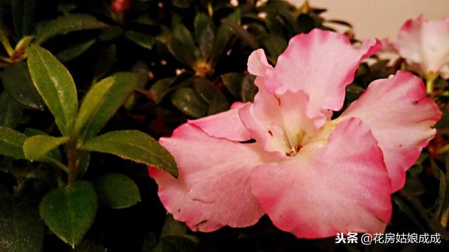 杜鹃花怎么样养护才能长得好（养杜鹃花有技巧）(6)