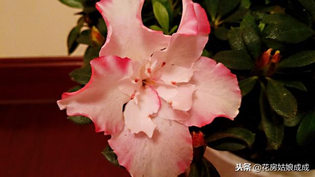 杜鹃花怎么样养护才能长得好（养杜鹃花有技巧）(4)