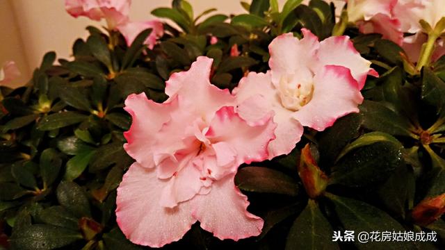 杜鹃花怎么样养护才能长得好（养杜鹃花有技巧）(5)