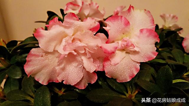 杜鹃花怎么样养护才能长得好（养杜鹃花有技巧）(3)