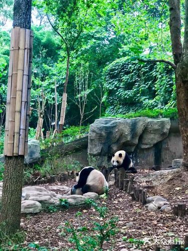 3、大熊猫繁育研究基地