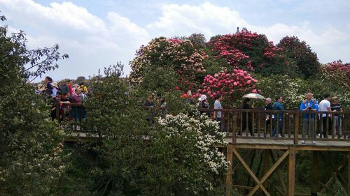 5、百里杜鹃景区（景区位置）