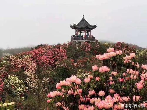2、百里杜鹃
