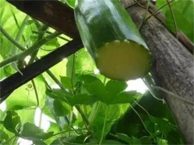 ​砍瓜的作用与功效 砍瓜与南瓜的营养价值区别在哪里