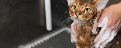 ​猫有什么由来 猫的起源是哪个国家