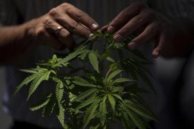 ​大麻行业未来五年将翻两番？这只美股犹如“黑马” 隔夜上涨超32%