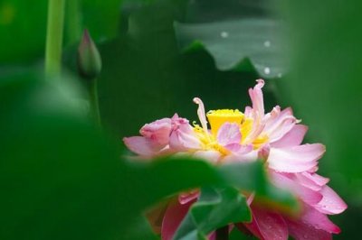 ​历史上真有夏雨荷这个人吗?