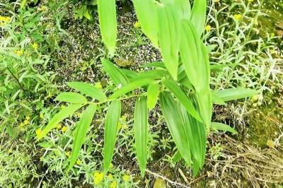 ​3年黄精亩产多少斤（种植黄精的效益分析）