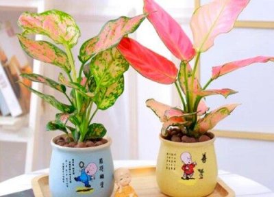 ​如意皇后有毒吗（在家里养如意皇后的方法）