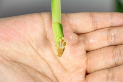 ​富贵竹喜欢什么的环境，富贵竹水养要放多少水