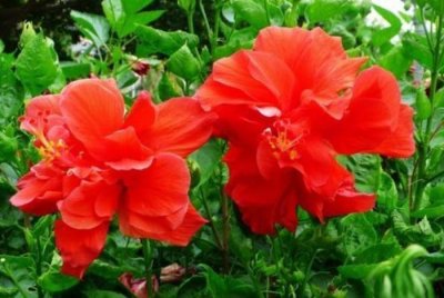 ​家养几款花卉，不易生病好养护，花大色艳胜玫瑰，开花就爆盆