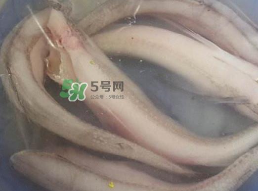 买龙头鱼怎么挑选？冰冻龙头鱼怎么去内脏