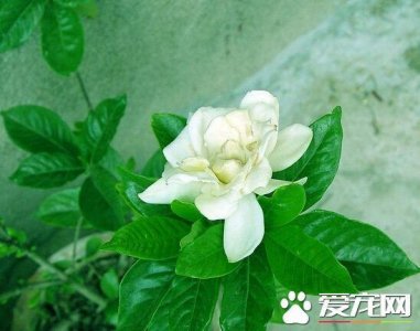 ​栀子花对人有害吗 栀子花是没有毒性的