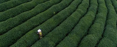 ​什么是绿茶 什么是绿茶 绿茶有哪些品种