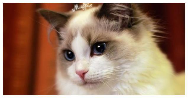 猫咪会因为应激反应而致死？不要高估你家猫，别让悲剧频频发生